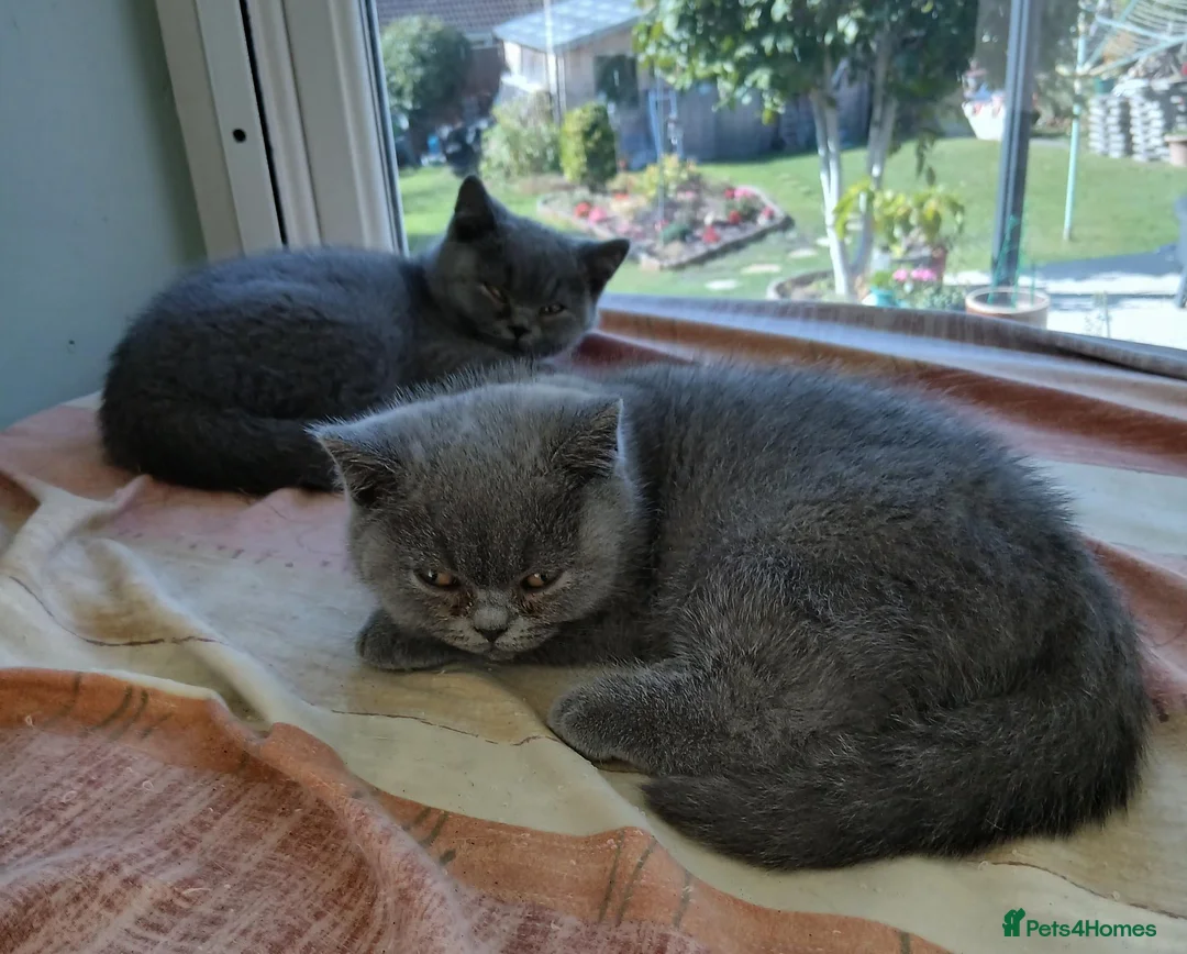 British Shorthair cats for sale: British blue shorthair kittens - Advert 1
