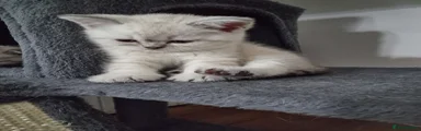 Scottish Straight Kitten 2