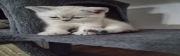 Scottish Fold cats for sale: Scottish Straight and Scottish Fold  - Advert 3