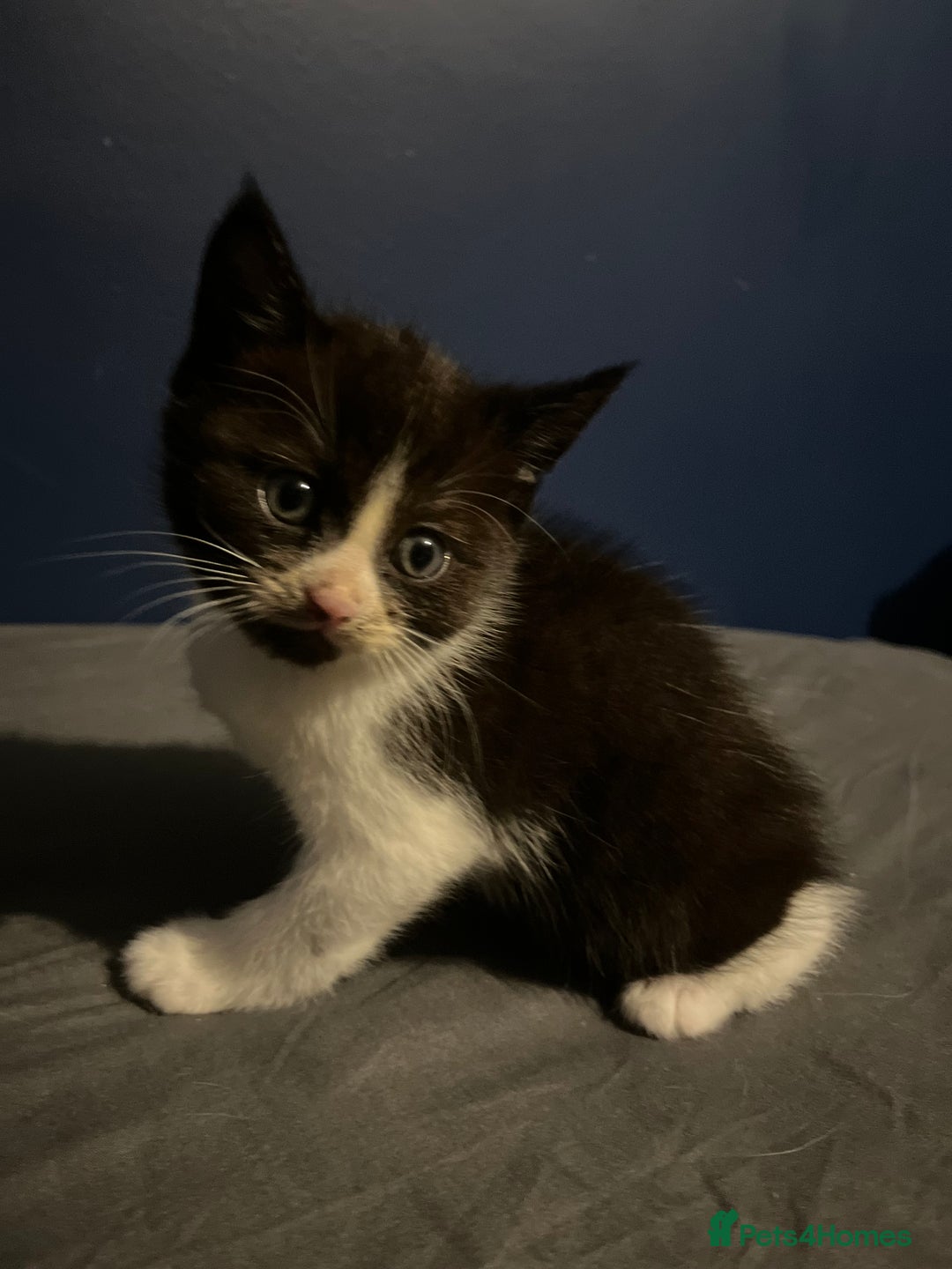 Mixed Breed cats for sale: Adorable kittens  - Image 6