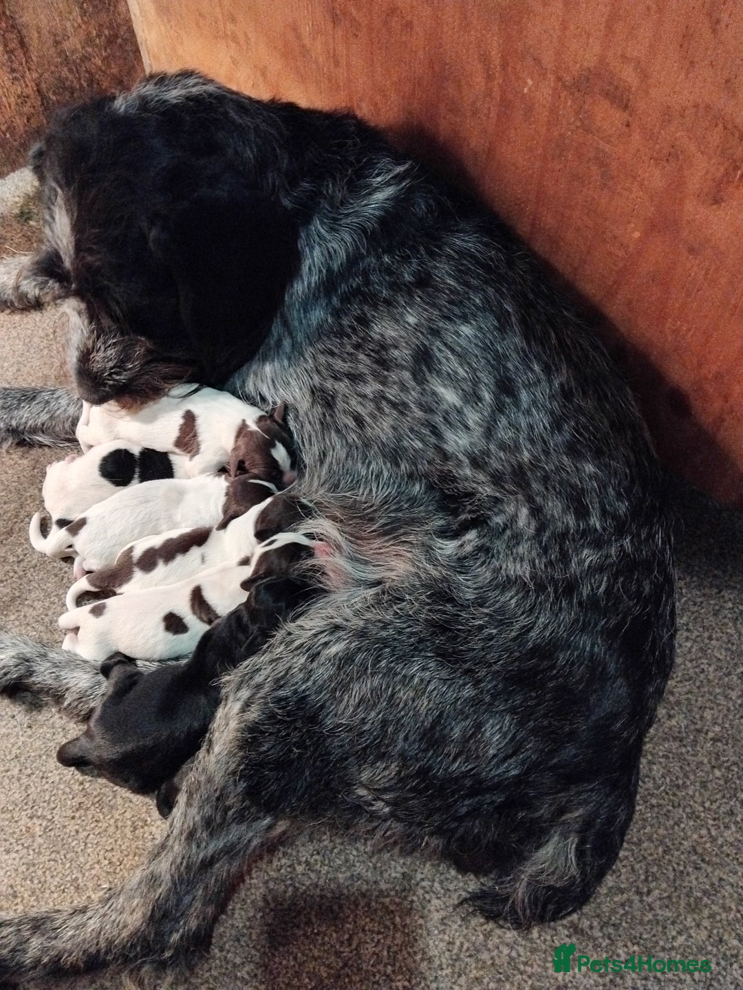 Mixed Breed dogs for sale: German Wirehaired Pointer x Springer Spaniel Pups - Advert 13