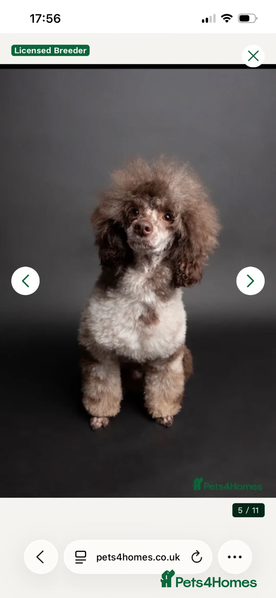 Cockapoo dogs for sale: Extensively health tested parents! F1b toy cockapo in Bishop's Stortford - Advert 2