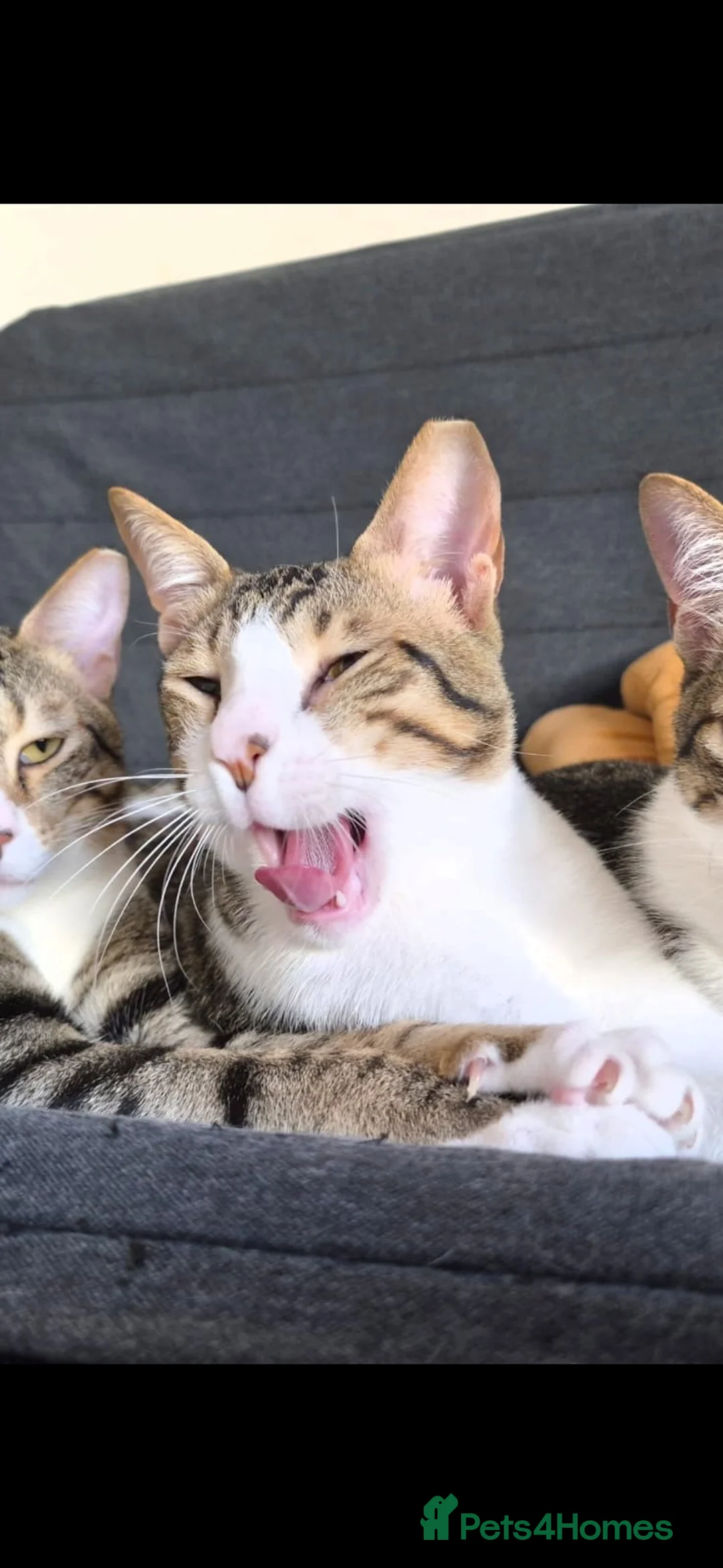 Arabian Mau cats for sale: Beautiful 1yr old Arabian Mau. - Advert 2