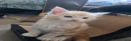 Maine Coon cats for sale: Beautiful purebred Main Coons kittens for sale  - Advert 25