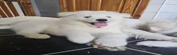 Samoyed dogs for sale: 🩷💙Samoyed puppies, 1 girl left 🩷💙 - Advert 10