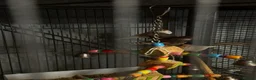 Finches birds for sale: 6 beautiful finches two proven pairs ,two female - Advert 7