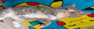 Silver Tabby 