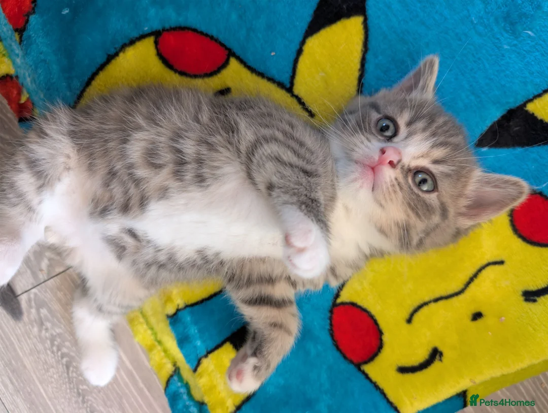 Mixed Breed cats for sale: 4 Beautiful kittens looking for their forever home - Advert 2