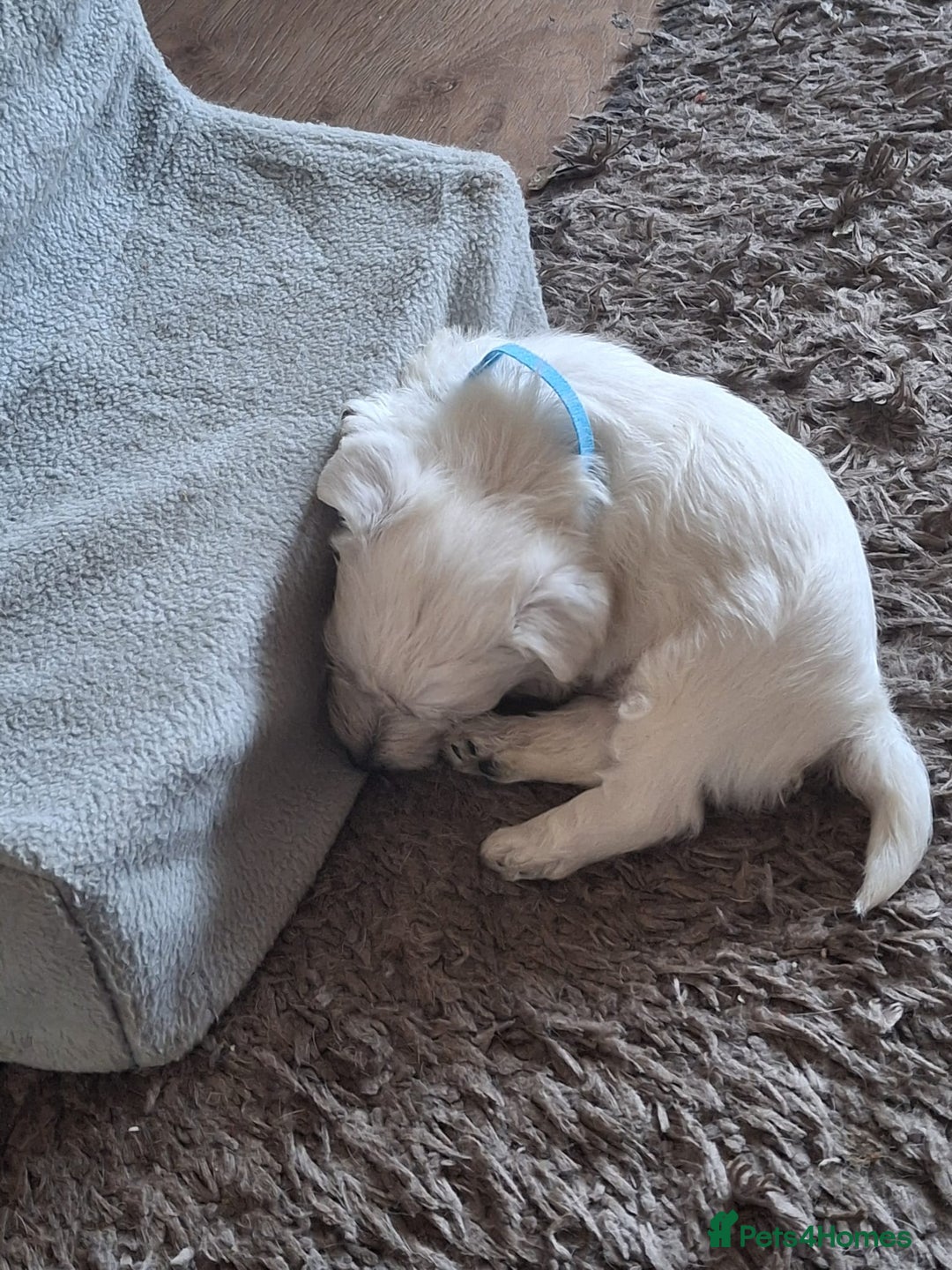 West Highland Terrier dogs for sale: Westie pups West Highland terriers  - Image 5