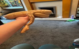 Boa Snake reptiles for sale: Boa, royal and a California king snake for sale  - Image 13