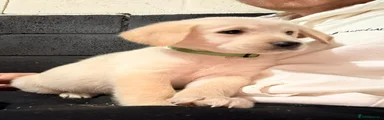 Golden Shepherd Puppy 2
