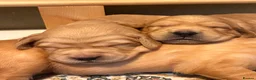 Golden Retriever dogs for sale: Beautiful KC Golden Retrievers  - Advert 7