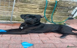 Cane Corso dogs for sale: Cane corso for sale - Image 1