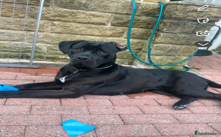 Cane Corso dogs - Advert 2