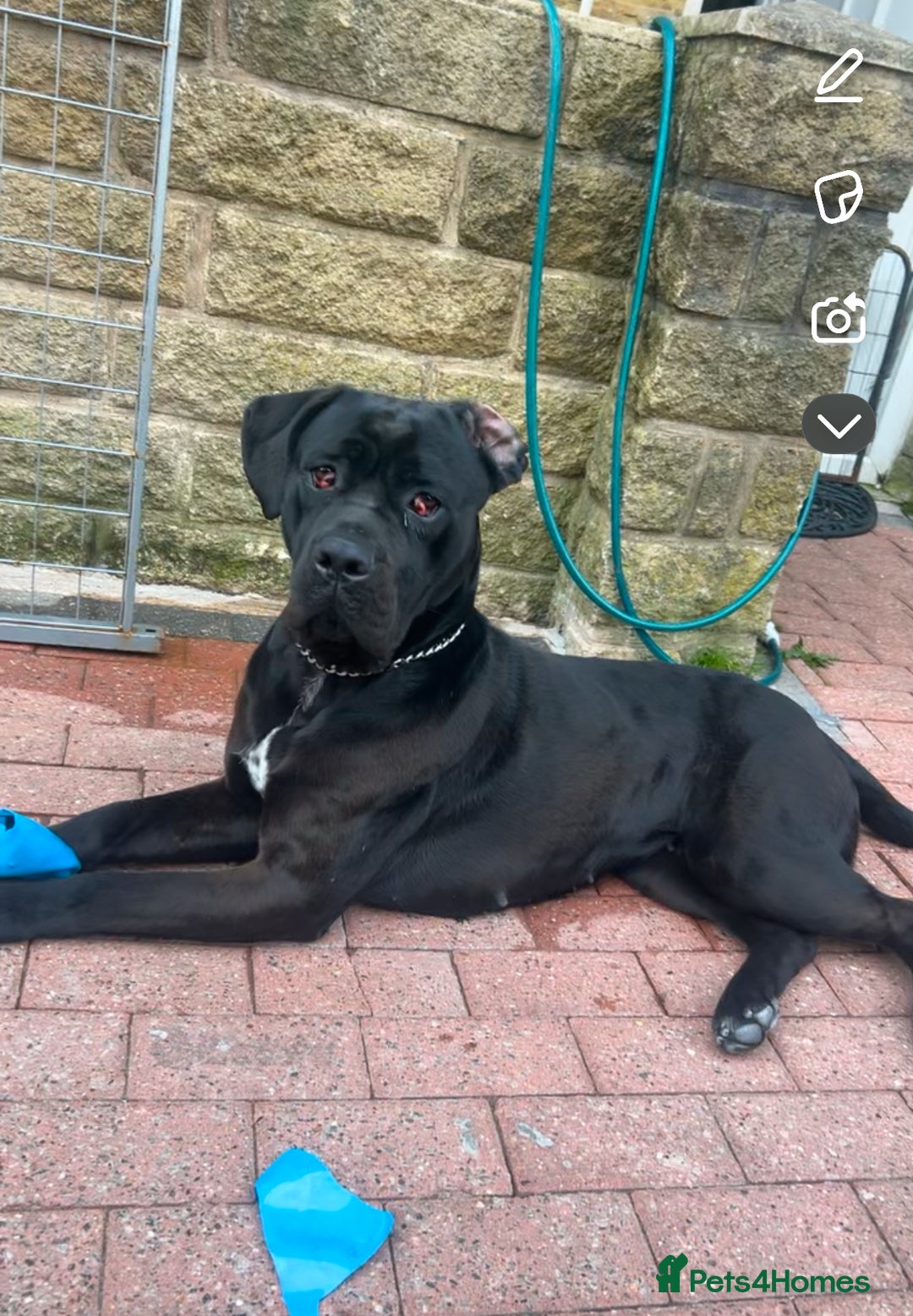 Cane Corso dogs for sale: Cane corso for sale - Image 1