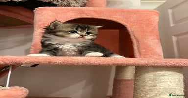 British Longhair cats - Advert 6