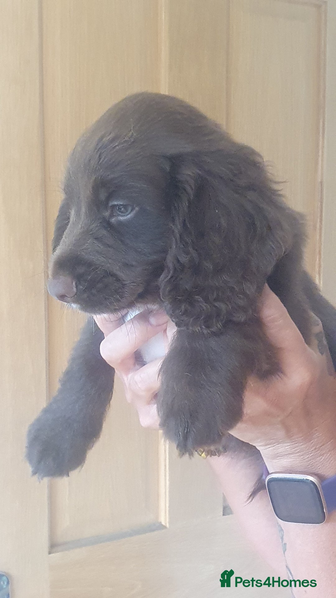 Sprocker dogs for sale: Sprokers for sale - Image 5