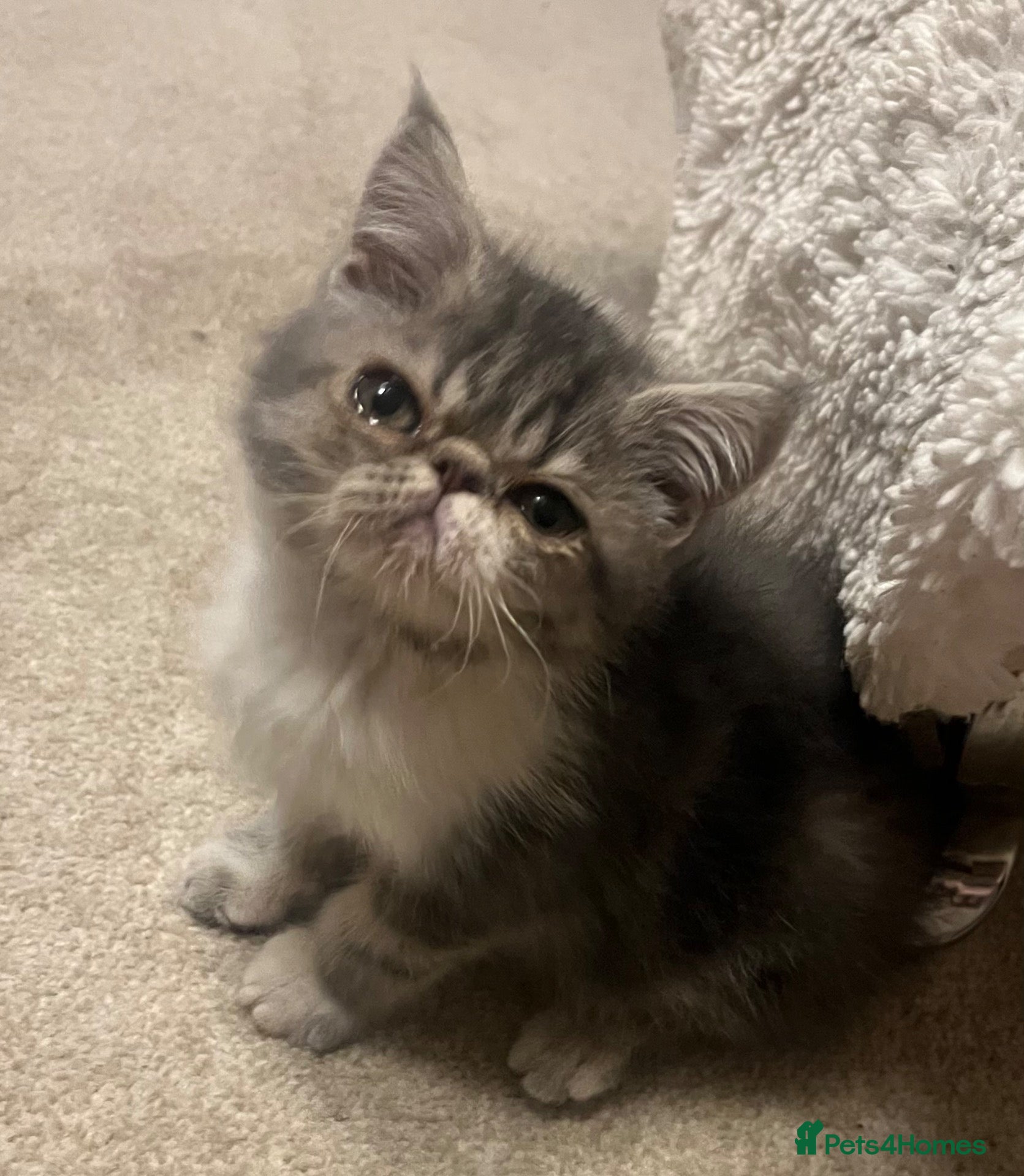 Exotic cats for sale: Exceptional show quality pure breed Exotic Kittens - Advert 10