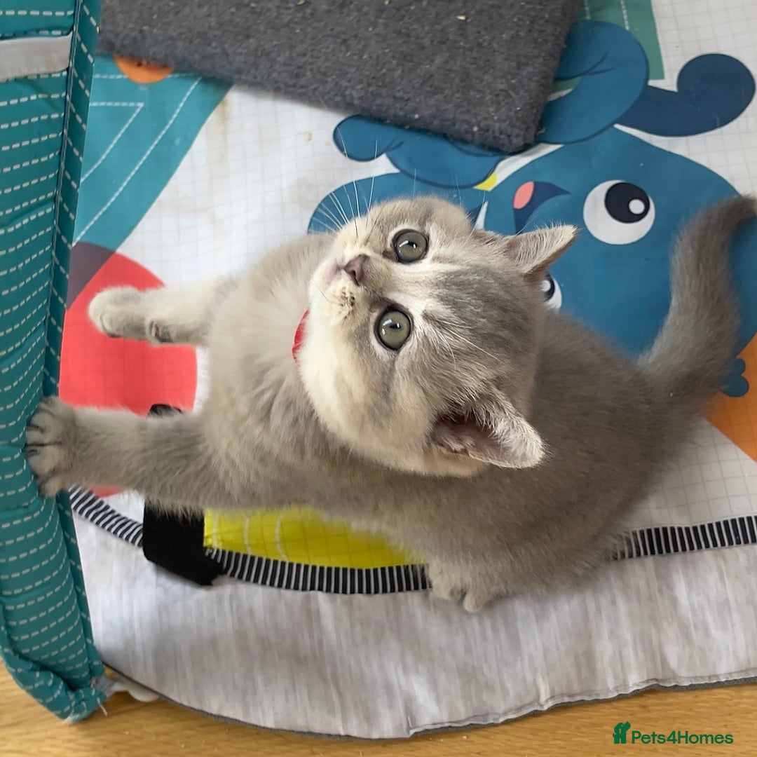 British Shorthair cats for sale: GCCF British Shorthair Kittens– Champion Lines - Image 4