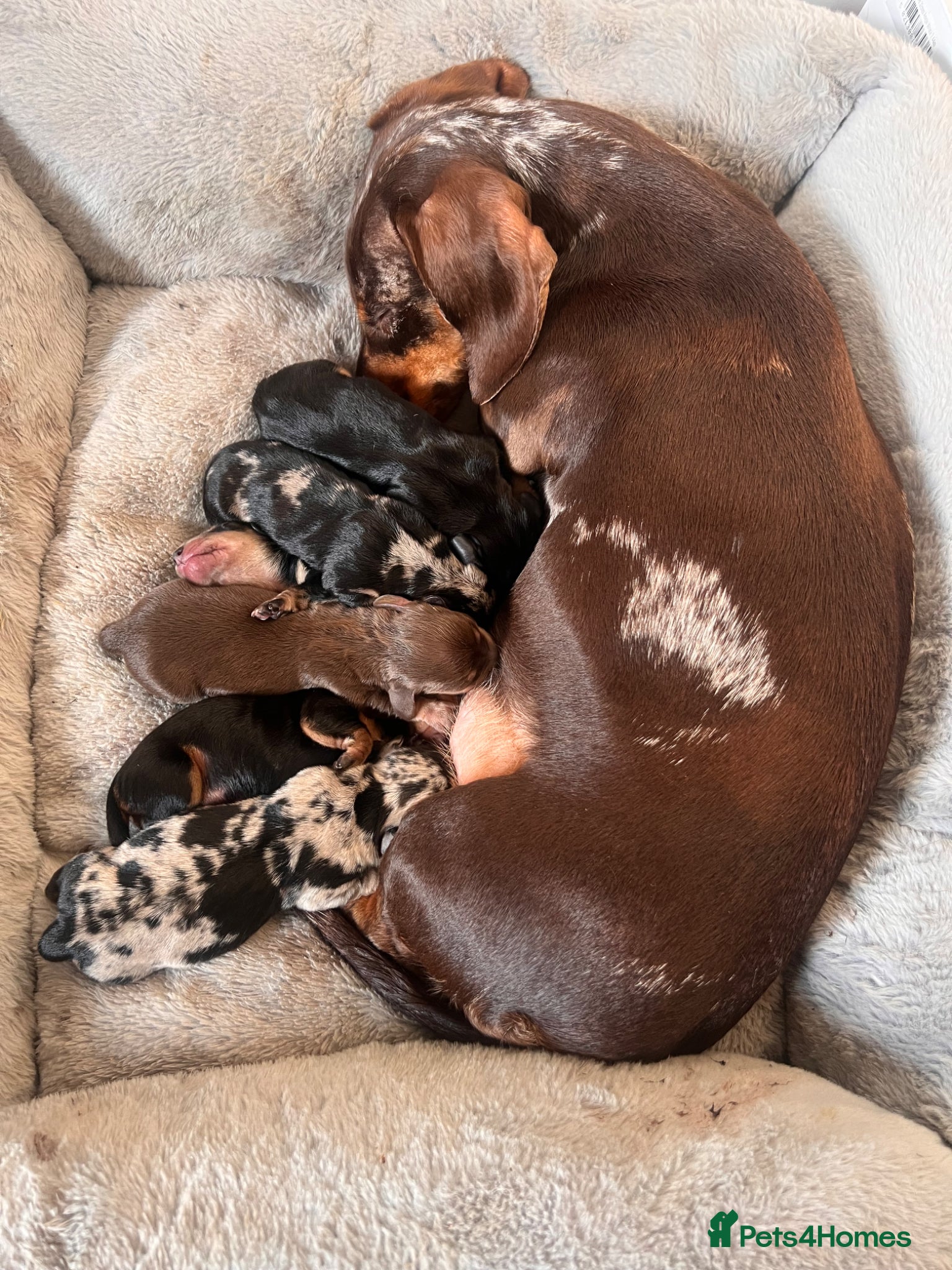 Miniature Dachshund dogs KC registered miniature dachshunds  - Advert 7