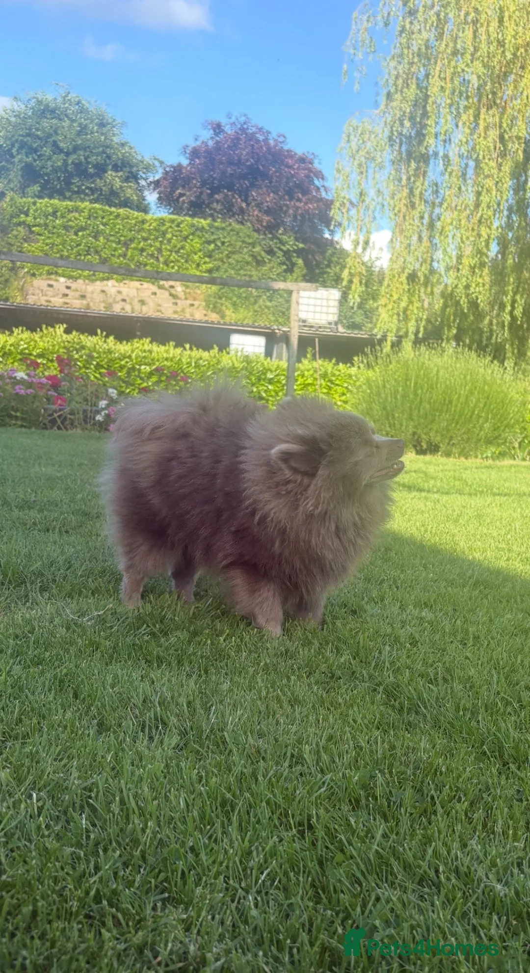 Pomeranian dogs for sale: Beautiful lilac Pomeranian girl - Advert 2
