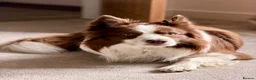 Border Collie dogs for stud: Kajtek Red-white border collie FOR STUD - Advert 2