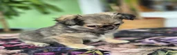 Chihuahua dogs for sale: Amazing Tiny Longcoat Chihuahua Puppies - Advert 38