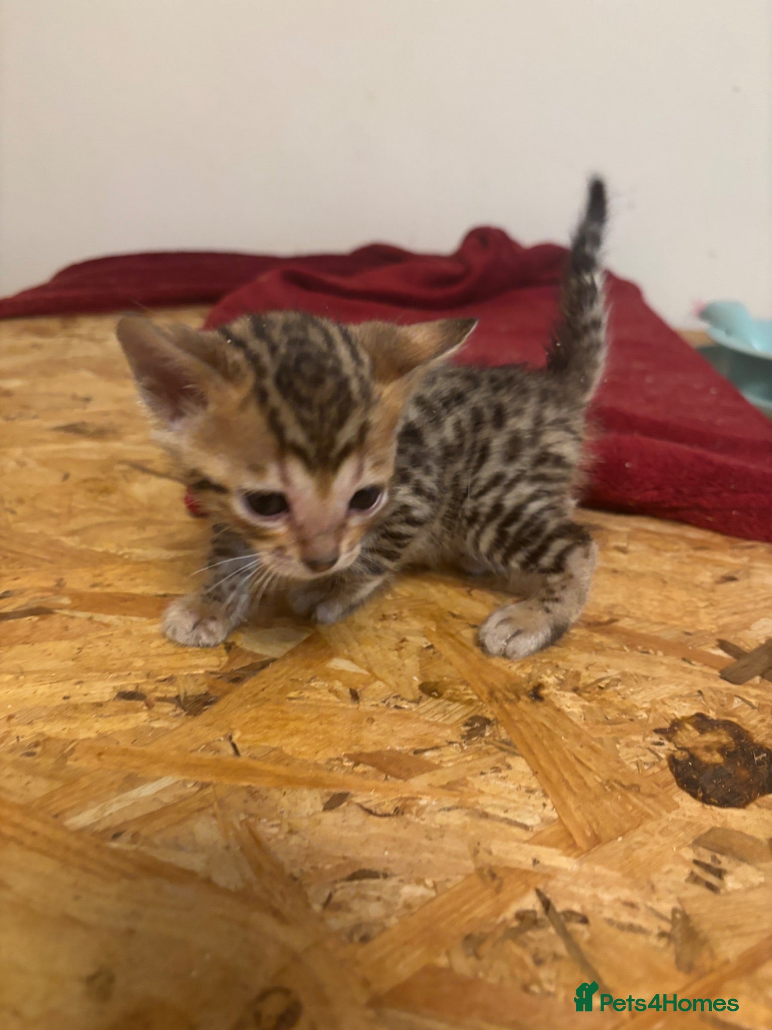 Bengal cats Gorgeous brown spot bengal kittens  - Advert 8