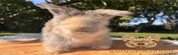 Angora rabbits for sale: Fully Vaccinated Pedigree English Angoras  - Advert 6