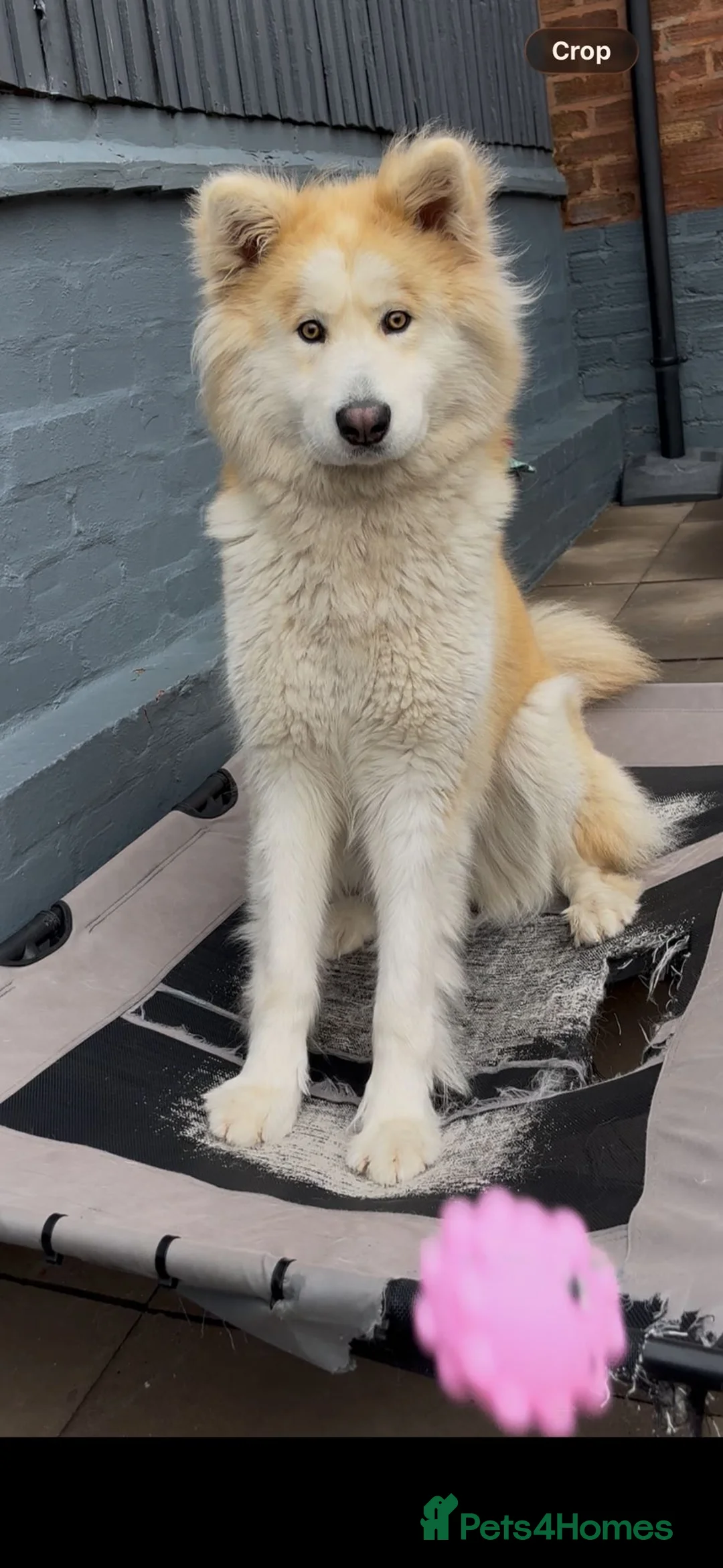 Alaskan Malamute dogs for sale: Puppies are due approx 8 June in Birmingham - Advert 7