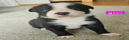 Border Collie dogs for sale: 🔥Unique tri border collie pups 🔥 - Advert 29