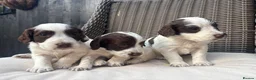 Cocker Spaniel dogs for sale:  Stunning KC registered working cocker pups - Advert 7