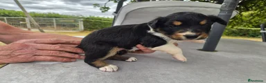 Border Collie 4