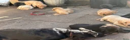 Labrador Retriever dogs for sale: Beautiful litter of mixed puppies  - Advert 17