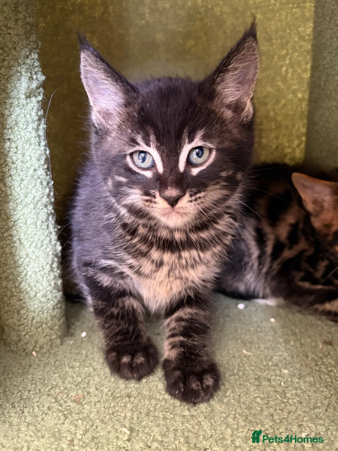 Maine Coon cats for sale: Champion XL Russian Maine coon X GCCF bengal - Advert 1