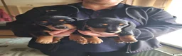 Dachshund dogs for sale: Miniature dachshunds boys and girls  - Advert 5
