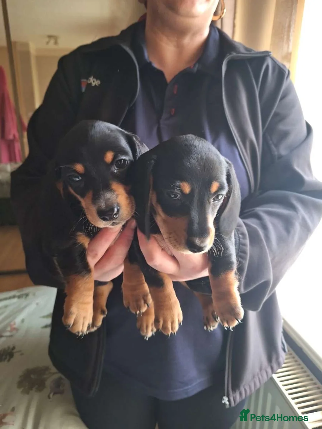 Dachshund dogs for sale: Miniature dachshunds boys and girls  - Advert 5