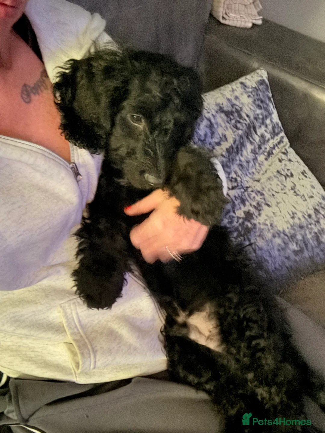 Cockapoo dogs for sale: Cockapoo  - Advert 1