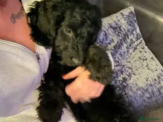 Cockapoo dogs Cockapoo - Advert 4