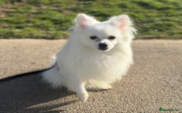 Pomeranian dogs for sale:  Rehoming Our Beloved Pomeranians - Image 5