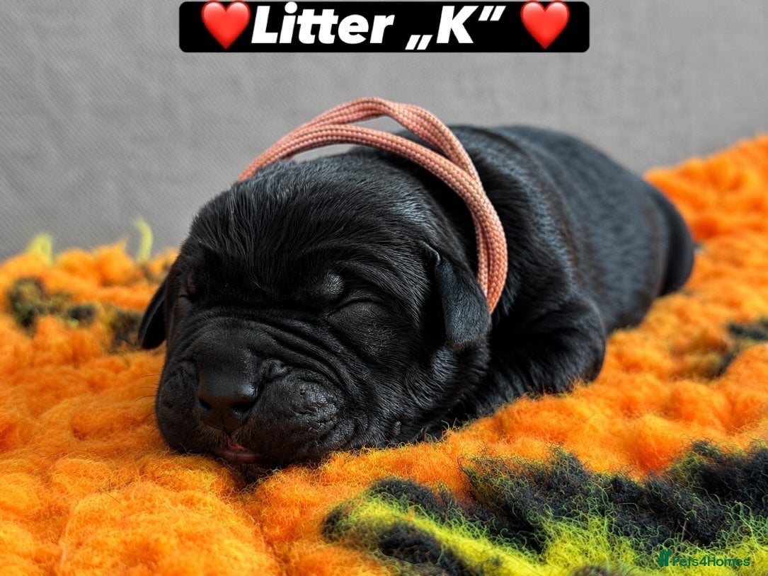 Cane Corso dogs 🐾 LITTER „K” COMING SOON 🐾 - Advert 2