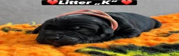 Cane Corso dogs for sale: 🐾 LITTER „K” they’re here 🥳 🐾 - Advert 27
