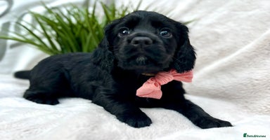 Cocker Spaniel dogs - Advert 15