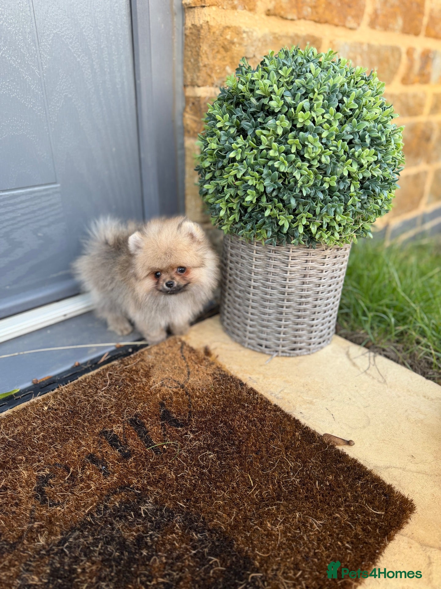 Pomeranian dogs for sale: Micro size teddy  face  - Advert 2