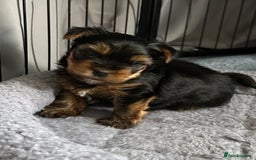Yorkshire Terrier dogs for sale: KC registered Yorkshire Terrier puppy in Worthing - Image 3