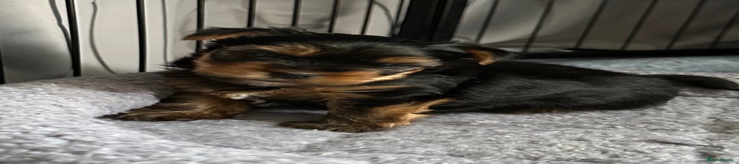 Yorkshire Terrier Puppy 1