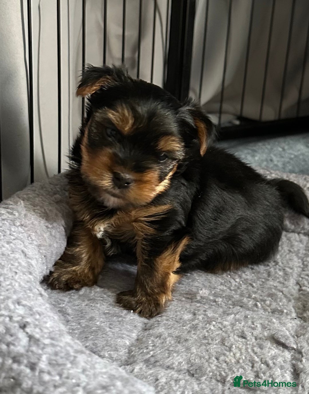 Yorkshire Terrier dogs for sale: KC registered Yorkshire Terrier puppy in Worthing - Image 3