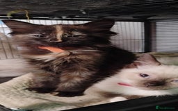 Ragdoll cats for sale: 3/4 ragdoll kittens - Image 12