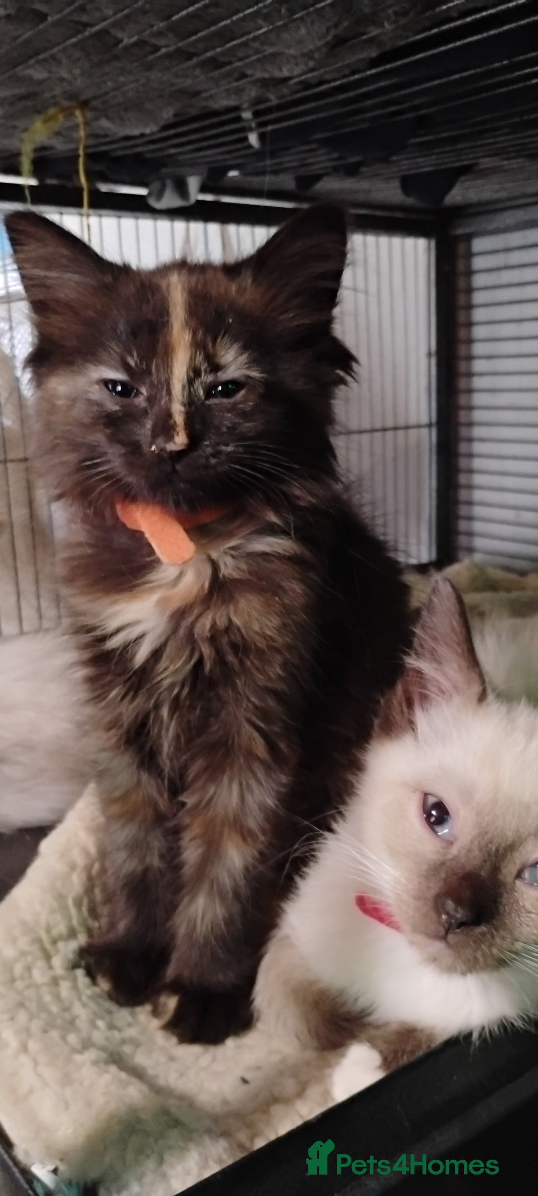 Ragdoll cats for sale: 3/4 ragdoll kittens - Image 12