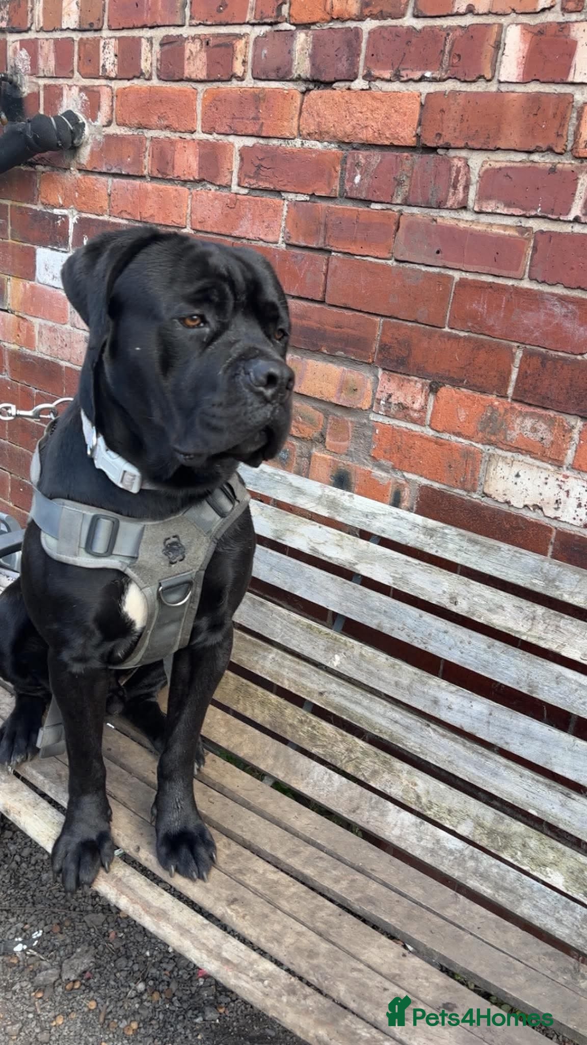 Mixed Breed dogs Cane Corsa x Bullmastiff - Advert 1